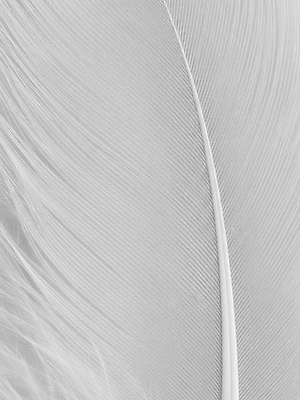 JPG 편집이미지 선 컬러 백그라운드 자연 형상 흰색 관찰 구출 확대 깃털 오브젝트 질감 자연물 편집실사 AI포토 AI콘텐츠 모션 도움 CG 생태계 파일형식