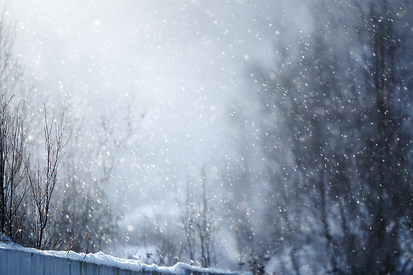 JPG 나무 편집이미지 계절 겨울 자연 하늘 날씨 풍경 차가움 장면 송이 수목 흩날리기 편집실사 AI포토 AI콘텐츠 식물 모션 CG 생태계 파일형식