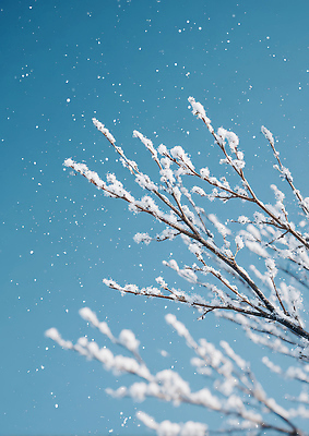 JPG 나무 편집이미지 겨울 자연 하늘 날씨 풍경 일상 환경 흰색 눈 눈송이 차가움 편집실사 자연요소 식물 계절 컬러 눈_날씨 라이프 CG 생태계 파일형식