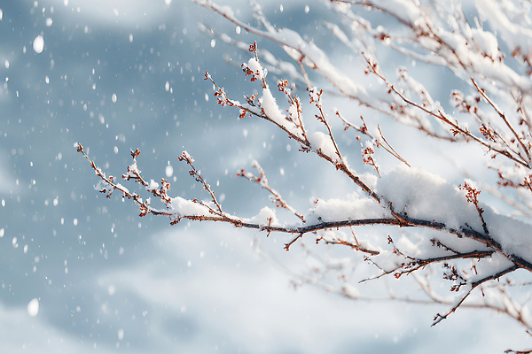 JPG 나무 식물 편집이미지 겨울 자연 하늘 날씨 풍경 흰색 나뭇가지 눈 눈송이 장면 편집실사 자연요소 계절 컬러 눈_날씨 CG 생태계 파일형식