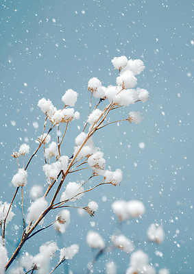 JPG 식물 편집이미지 계절 겨울 자연 하늘 날씨 눈꽃 풍경 나뭇가지 눈 눈송이 차가움 편집실사 자연요소 나무 눈_날씨 CG 생태계 파일형식