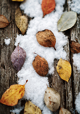 JPG 나무 편집이미지 계절 컬러 잎 겨울 자연 나뭇잎 바닥 풍경 고요 흰색 눈 떨어짐 편집실사 자연요소 식물 컨셉 날씨 CG 생태계 파일형식