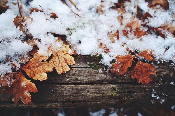 JPG 나무 편집이미지 계절 겨울 자연 나뭇잎 풍경 야외 갈색 환경 고요 흰색 눈 습도 편집실사 자연요소 식물 컬러 잎 날씨 CG 생태계 파일형식