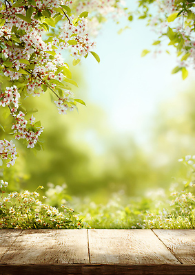 JPG 나무 식물 편집이미지 계절 꽃 자연 생명 나뭇잎 풍경 파란색 햇빛 정원 봄 흰색 나무바닥 청명 편집실사 AI컴퓨터그래픽 AI콘텐츠 컬러 잎 바닥 태양 CG 생태계 파일형식