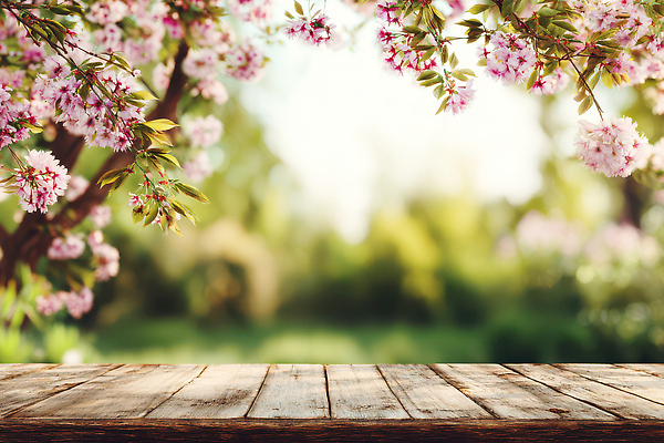 JPG 나무 식물 편집이미지 계절 꽃 백그라운드 자연 탁자 풍경 잔디 야외 일상 목재 초록색 햇빛 봄 편집실사 AI컴퓨터그래픽 AI콘텐츠 컬러 가구 재료 라이프 태양 CG 생태계 파일형식