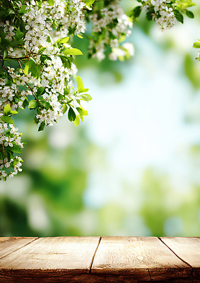 JPG 나무 식물 편집이미지 계절 꽃 백그라운드 잎 자연 탁자 생명 나뭇잎 밝음 풍경 초록색 햇빛 편집실사 AI컴퓨터그래픽 AI콘텐츠 컬러 가구 태양 CG 생태계 파일형식