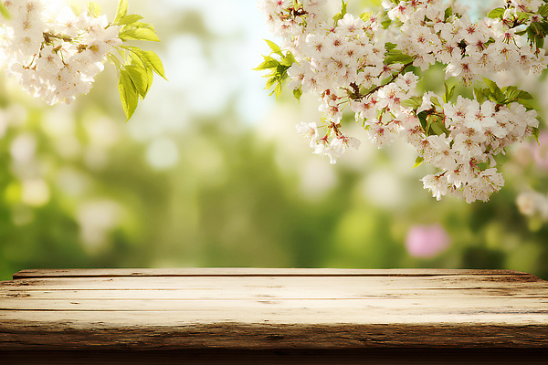 JPG 나무 편집이미지 꽃잎 꽃 백그라운드 자연 탁자 나뭇잎 풍경 초록색 여름 정원 봄 산책 흰색 나뭇가지 편집실사 AI컴퓨터그래픽 AI콘텐츠 식물 계절 컬러 가구 잎 휴식 CG 생태계 파일형식