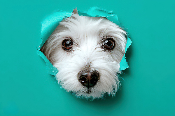 JPG 동물 편집이미지 얼굴 장난 털 밝음 사랑 생활 반려동물 카메라 탐험 구멍 개 강아지 즐거움 호기심 편집실사 AI컴퓨터그래픽 AI콘텐츠 감정 컨셉 포유류 신체부위 전자제품 CG 파일형식