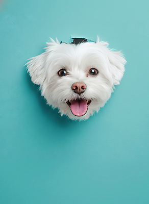 JPG 동물 편집이미지 행복 얼굴 백그라운드 주택 표정 사람 파란색 반려동물 머리 귀여움 촬영 흰색 개 강아지 편집실사 AI컴퓨터그래픽 AI콘텐츠 감정 컬러 컨셉 포유류 건물 신체부위 CG 파일형식