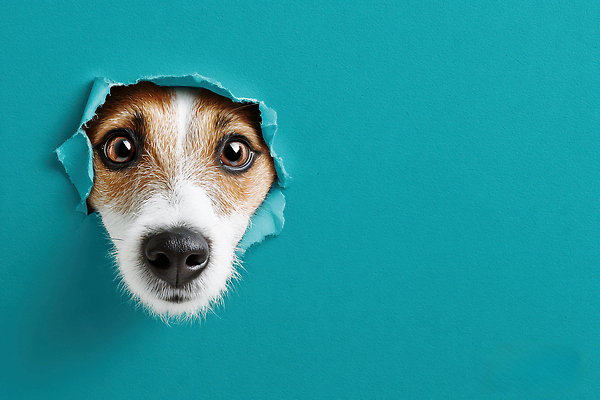 JPG 동물 편집이미지 시선 벽 표정 장식 파란색 반려동물 장난감 산책 구멍 개 강아지 먹이 호기심 Tearing 편집실사 AI컴퓨터그래픽 AI콘텐츠 감정 컬러 컨셉 포유류 휴식 CG 파일형식
