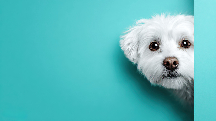 JPG 동물 편집이미지 벽 생명 조명 파란색 반려동물 머리 귀여움 흰색 개 강아지 작음 묘사 호기심 편집실사 AI컴퓨터그래픽 AI콘텐츠 감정 컬러 컨셉 포유류 신체부위 크기 CG 파일형식