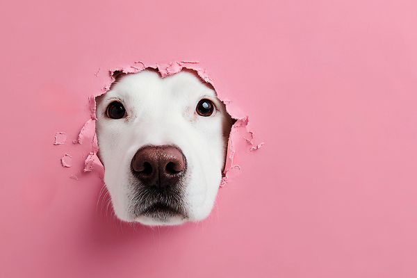 JPG 동물 편집이미지 감정 얼굴 벽 분홍색 반려동물 귀여움 표현 구멍 강아지 호기심 장면 특징 편집실사 AI컴퓨터그래픽 AI콘텐츠 컬러 컨셉 신체부위 개 CG 파일형식