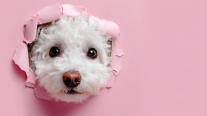 JPG 동물 편집이미지 반려견 얼굴 벽 분홍색 포즈 털 귀여움 흰색 구멍 강아지 호기심 코 편집실사 AI컴퓨터그래픽 AI콘텐츠 감정 컬러 컨셉 신체부위 반려동물 개 CG 파일형식