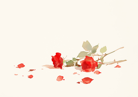 식물 꽃 감정 컬러 생태계 파일형식 꽃잎 백그라운드 흰색 자연 오브젝트 그림 디자인 뷰티풀 사랑 장식 예술 상징 생명 감상 일러스트 국내일러스트 JPG 수채화 장미