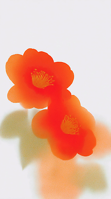 JPG 모양 식물 디자인 꽃잎 꽃 예술 컬러 백그라운드 일러스트 자연 생명 조명 따뜻함 밝음 미술 주황색 그림 드로잉 동백 뷰티풀 국내일러스트 AI일러스트 AI콘텐츠 문화예술 생태계 파일형식