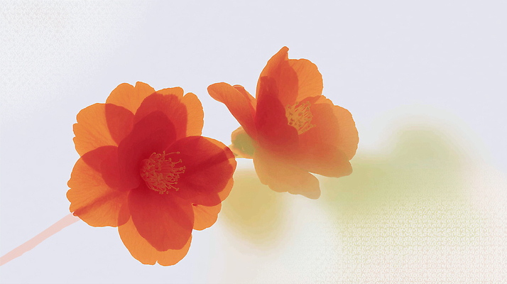 JPG 모양 식물 계절 꽃 컬러 백그라운드 일러스트 자연 생명 밝음 풍경 정원 표현 화려 배열 두송이 동백 뷰티풀 색감 디테일 국내일러스트 AI일러스트 AI콘텐츠 컨셉 2 생태계 파일형식