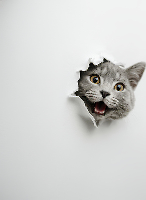 JPG 동물 편집이미지 얼굴 벽 실내 표정 반려동물 귀여움 고양이 놀람 방 흰색 구멍 지루함 호기심 편집실사 AI컴퓨터그래픽 AI콘텐츠 감정 컬러 컨셉 포유류 내부 신체부위 CG 파일형식