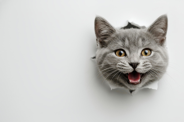 JPG 동물 편집이미지 종이 얼굴 모션 웃음 귀여움 고양이 소리 놀람 회색 체험 구멍 영상 편집실사 AI컴퓨터그래픽 AI콘텐츠 감정 컬러 컨셉 포유류 표정 신체부위 반려동물 CG 파일형식