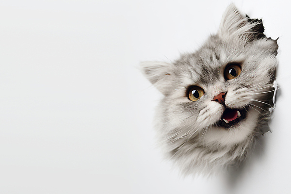 JPG 동물 편집이미지 얼굴 벽 포즈 모션 털 실내 웃음 고양이 표현 구멍 주위 장면 생김새 편집실사 AI컴퓨터그래픽 AI콘텐츠 포유류 표정 내부 신체부위 반려동물 CG 파일형식