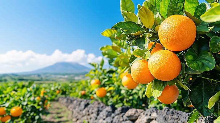 JPG 편집이미지 열매 농업 과일 자연 귤 산 제주도 농사 수확 농촌 과수원 원예 감귤밭 귤밭 편집실사 AI포토 AI콘텐츠 식물 산업 밭 한국 취미 시골 CG 생태계 파일형식