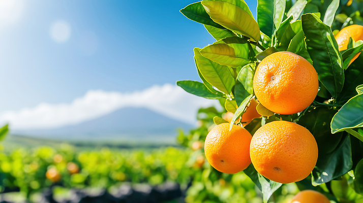 JPG 나무 편집이미지 열매 농업 과일 자연 귤 산 풍경 제주도 농장 농사 수확 과수원 감귤밭 편집실사 AI포토 AI콘텐츠 식물 산업 밭 한국 CG 생태계 파일형식