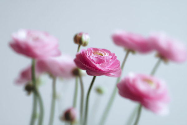 JPG 식물 편집이미지 꽃 줄기 분홍색 꽃다발 자연 조명 실내 장식 장면 부드러움 손질 라넌큘러스 흐림 뷰티풀 편집실사 AI포토 AI콘텐츠 컬러 날씨 내부 감각 CG 생태계 파일형식