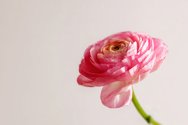 JPG 식물 편집이미지 꽃잎 꽃 분홍색 컬러 한송이 자연 촬영 조화 라넌큘러스 뷰티풀 디테일 편집실사 AI포토 AI콘텐츠 1 CG 생태계 송이 파일형식