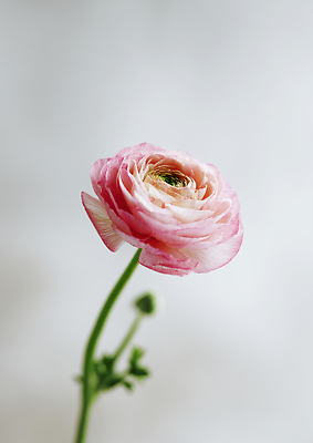 JPG 식물 편집이미지 꽃잎 꽃 화분 줄기 분홍색 백그라운드 자연 생명 정원 원형 구출 원예 라넌큘러스 편집실사 AI포토 AI콘텐츠 도형 컬러 취미 도움 CG 생태계 파일형식