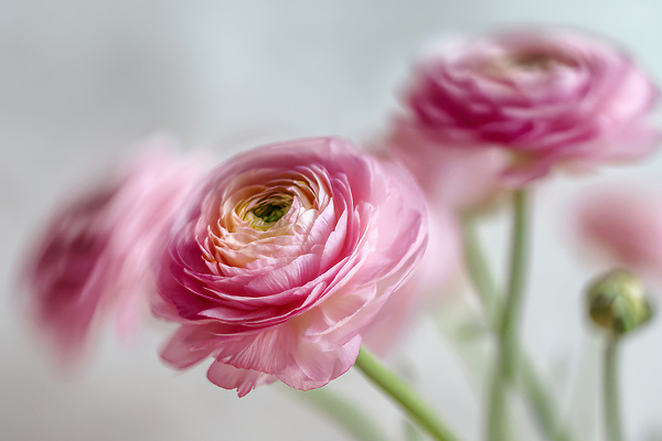 JPG 식물 편집이미지 꽃 줄기 분홍색 컬러 꽃다발 백그라운드 자연 조명 정원 관찰 원형 식물원 라넌큘러스 편집실사 AI포토 AI콘텐츠 도형 모션 CG 생태계 파일형식