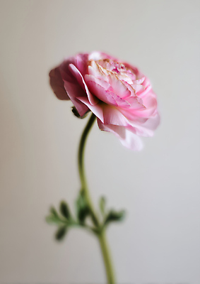 JPG 식물 편집이미지 꽃잎 꽃 줄기 분홍색 백그라운드 자연 생명 일상 촬영 흰색 조화 라넌큘러스 단순화된 뷰티풀 편집실사 AI포토 AI콘텐츠 컬러 라이프 CG 생태계 파일형식