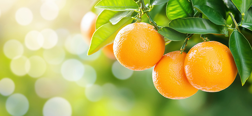 JPG 나무 식물 편집이미지 잎 과일 자연 초록색 여름 빛 제주도 농장 수확 성장 과수원 과일나무 제주감귤 감귤나무 편집실사 AI포토 AI콘텐츠 계절 컬러 농업 귤 한국 CG 생태계 특산물 파일형식