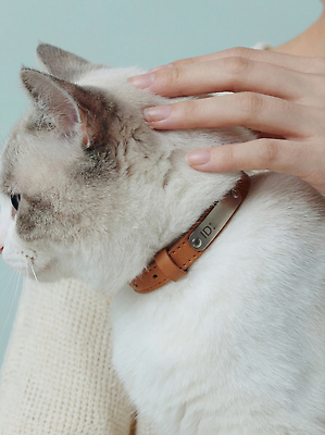 JPG 편집이미지 손 털 실내 사랑 사람 반려동물 귀여움 고양이 부드러움 목줄 주인 돌봄 반려묘 편집실사 AI인물포토 AI콘텐츠 동물 감정 컨셉 포유류 모션 내부 신체부위 감각 CG 파일형식 반려용품 AI포토