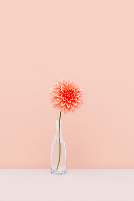 식물 디자인 꽃 컬러 가구 재질 생태계 파일형식 꽃병 분홍색 백그라운드 유리 인테리어 단순화된 장식 탁자 모양 자연 줄기 스타일 일러스트 JPG 국내일러스트