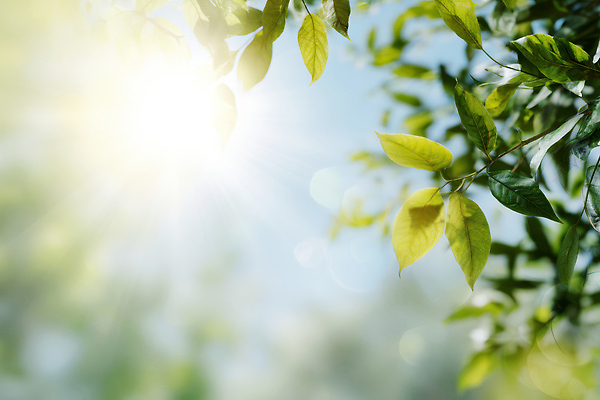 JPG 나무 식물 편집이미지 잎 자연 바람 날씨 풍경 초록색 여름 햇빛 환경 오후 청명 이미지편집 AI포토 AI콘텐츠 자연요소 계절 컬러 태양 생태계 파일형식
