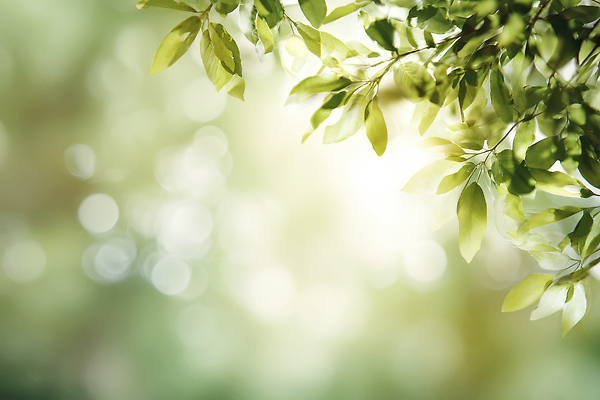 JPG 나무 식물 편집이미지 계절 백그라운드 자연 하늘 생명 나뭇잎 일상 초록색 햇빛 환경 숲 흔들림 생태계 이미지편집 AI포토 AI콘텐츠 컬러 잎 모션 라이프 태양 파일형식