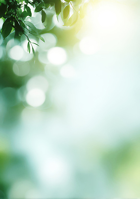 JPG 나무 식물 편집이미지 잎 자연 생명 나뭇잎 풍경 초록색 여름 빛 햇빛 환경 공간 숲 이미지편집 AI포토 AI콘텐츠 계절 컬러 태양 생태계 파일형식