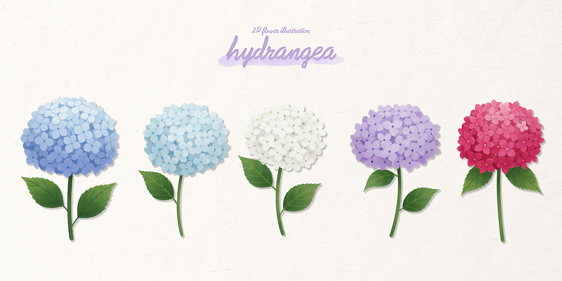 식물 공공시설 꽃 컬러 취미 생태계 파일형식 수국 파란색 흰색 보라색 분홍색 잎 자연 공원 정원 배열 디자인 조화 꽃밭 원예 계절 일러스트 국내일러스트 PSD