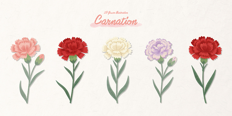 모양 PSD 식물 기념일 꽃 줄기 분홍색 컬러 꽃다발 일러스트 자연 사랑 장식 빨간색 보라색 흰색 생일 카네이션 그림 원예 감사 국내일러스트 감정 이벤트 취미 생태계 파일형식
