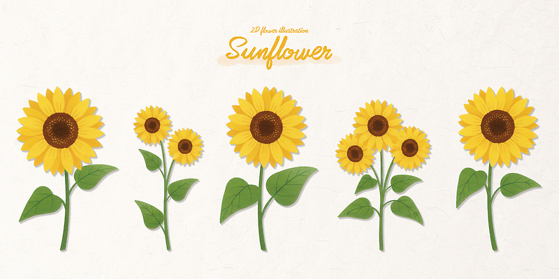 PSD 식물 디자인 꽃 줄기 컬러 잎 농업 일러스트 자연 해바라기 미술 노란색 성장 관찰 생태계 원예 단계 국내일러스트 산업 모션 문화예술 취미 파일형식