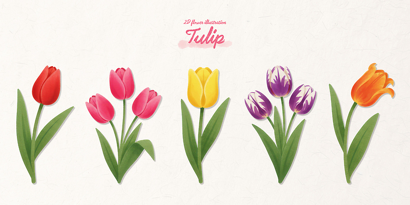 PSD 식물 꽃 예술 분홍색 컬러 꽃다발 백그라운드 잎 일러스트 자연 실내 장식 빨간색 노란색 정원 보라색 봄 튤립 원예 나란히 국내일러스트 계절 취미 내부 생태계 파일형식