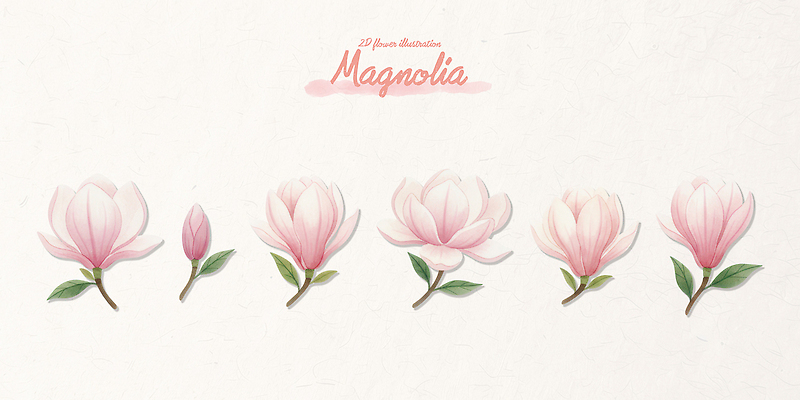 식물 꽃 컬러 모션 취미 생태계 파일형식 목련 단계 디자인 자연 그림 그리기 원예 분홍색 생명 꽃잎 정원 예술 페인팅 일러스트 국내일러스트 PSD