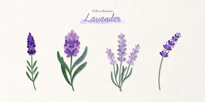 모양 PSD 식물 디자인 꽃 예술 줄기 컬러 잎 일러스트 자연 그래픽 정원 보라색 원예 심플 연보라색 라벤더 국내일러스트 취미 허브 생태계 파일형식