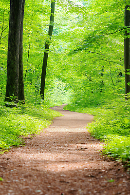 JPG 나무 편집이미지 길 자연 거리 풍경 일상 여름 환경 산책 탐험 숲 오솔길 힐링 조용 편집실사 AI포토 AI콘텐츠 식물 계절 휴식 라이프 CG 생태계 파일형식