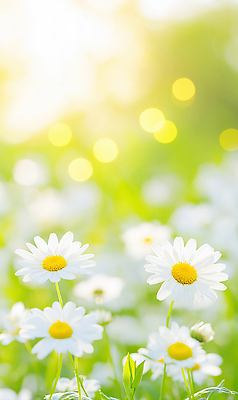 JPG 식물 편집이미지 꽃 화초 백그라운드 자연 조명 풍경 초원 초록색 햇빛 봄 데이지 편집실사 AI포토 AI콘텐츠 계절 컬러 태양 CG 생태계 파일형식