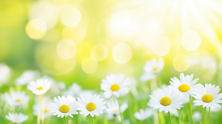 JPG 식물 편집이미지 꽃 꽃밭 자연 풍경 잔디 초원 초록색 봄 성장 데이지 편집실사 AI포토 AI콘텐츠 계절 컬러 CG 생태계 파일형식