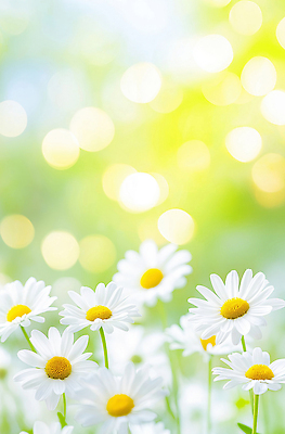 JPG 편집이미지 꽃 화초 백그라운드 꽃밭 자연 생명 초록색 여름 햇빛 들꽃 성장 광선 흰색 데이지 경관 편집실사 AI포토 AI콘텐츠 식물 계절 컬러 풍경 태양 CG 생태계 파일형식