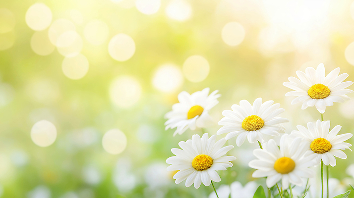 JPG 식물 편집이미지 꽃잎 꽃 화초 꽃밭 자연 초원 초록색 여름 햇빛 봄 성장 원형 들풀 데이지 편집실사 AI포토 AI콘텐츠 도형 계절 컬러 태양 CG 생태계 파일형식