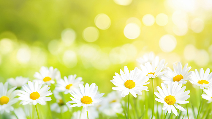 JPG 식물 편집이미지 꽃 백그라운드 꽃밭 자연 생명 초록색 여름 햇빛 꽃집 데이지 편집실사 AI포토 AI콘텐츠 계절 컬러 태양 상점 CG 생태계 파일형식