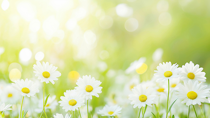 JPG 식물 편집이미지 꽃 꽃밭 자연 야외 초록색 여름 햇빛 봄 흰색 원예 데이지 식물원 조화 편집실사 AI포토 AI콘텐츠 계절 컬러 취미 태양 CG 생태계 파일형식