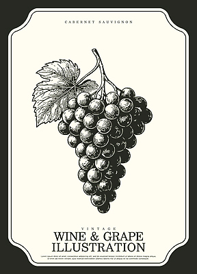 식물 디자인 음료 백그라운드 일러스트 자연 포도 농작물 와인 수확 빈티지 클래식 그림 테마 디테일 국내일러스트 AI파일 컨셉 농업 과일 주류 생태계 파일형식 벡터